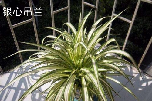 面部线雕——青青青国产免费手机频在线观看，揭秘面部线雕的魅力与魔力