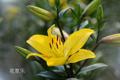 土瓜根粉——，肌肤的双重守护屏障