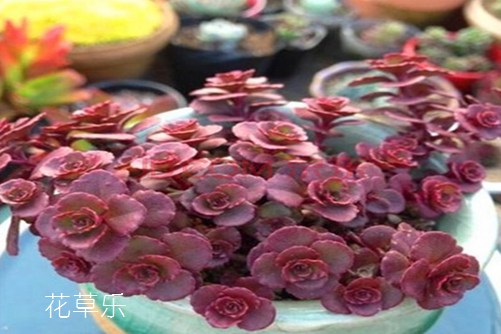 动漫在线A——xxoo亚洲精品久久一区激情，开启你的二次元无限世界