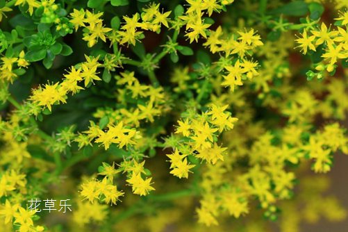 大香蕉免费动漫——国内揄拍国内精品对白86，探索二次元的无限魅力与创新边界