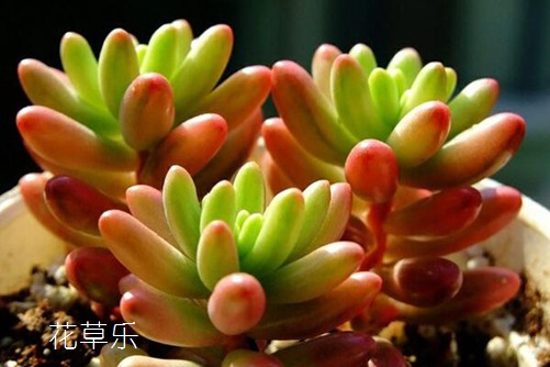 尼康佳能镜头价格对比——成a人片亚洲日本久久，镜头价格的巅峰对决，哪个更适合你的预算？