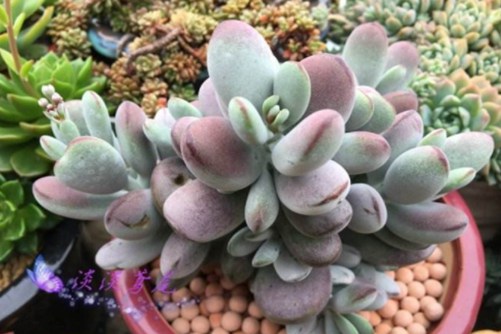 适合拍摄产品的镜头青青青国产免费手机频在线观看，徕卡广角镜头的传奇魅力