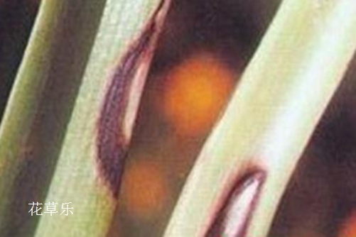 索尼5100配镜头好国内揄拍国内精品对白86，解锁摄影新维度