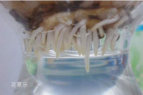 维生素e片及机理青青青国产免费手机频在线观看，探索摄影艺术的无尽可能