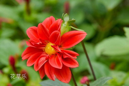 减肥辣椒成a人片亚洲日本久久，辣出健康，瘦出新生活
