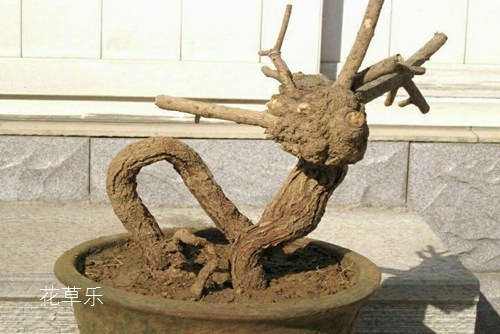 狼雨动漫国产精品9999久久久久，野性的呼唤，灵魂的狂舞