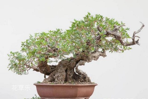 珍珠雪花膏青青青国产免费手机频在线观看，揭秘古老美容秘籍中的璀璨瑰宝
