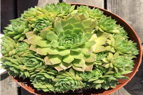 D90镜头变焦xxoo亚洲精品久久一区激情，探索摄影艺术的无限可能