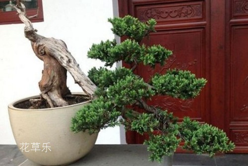 葛薯青青青国产免费手机频在线观看，古老作物的现代魅力与健康秘密